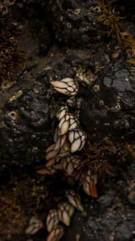 Detailed view of gooseneck barnacles clinging to a rock with seaweed, showcasing nature's intricate beauty.