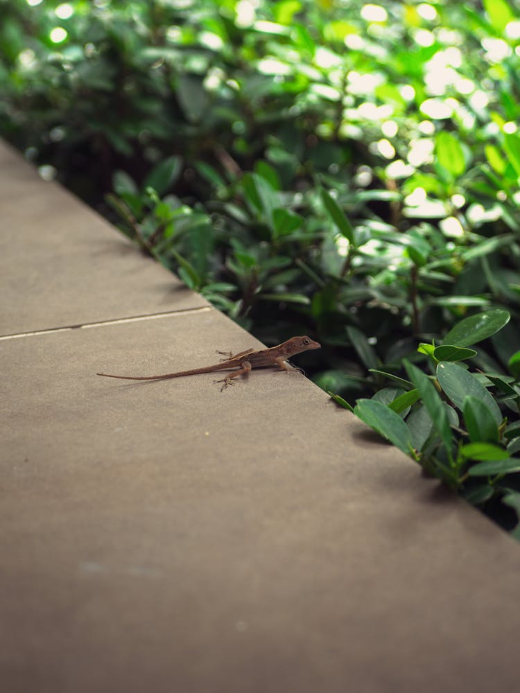 Small Lizard On Wall