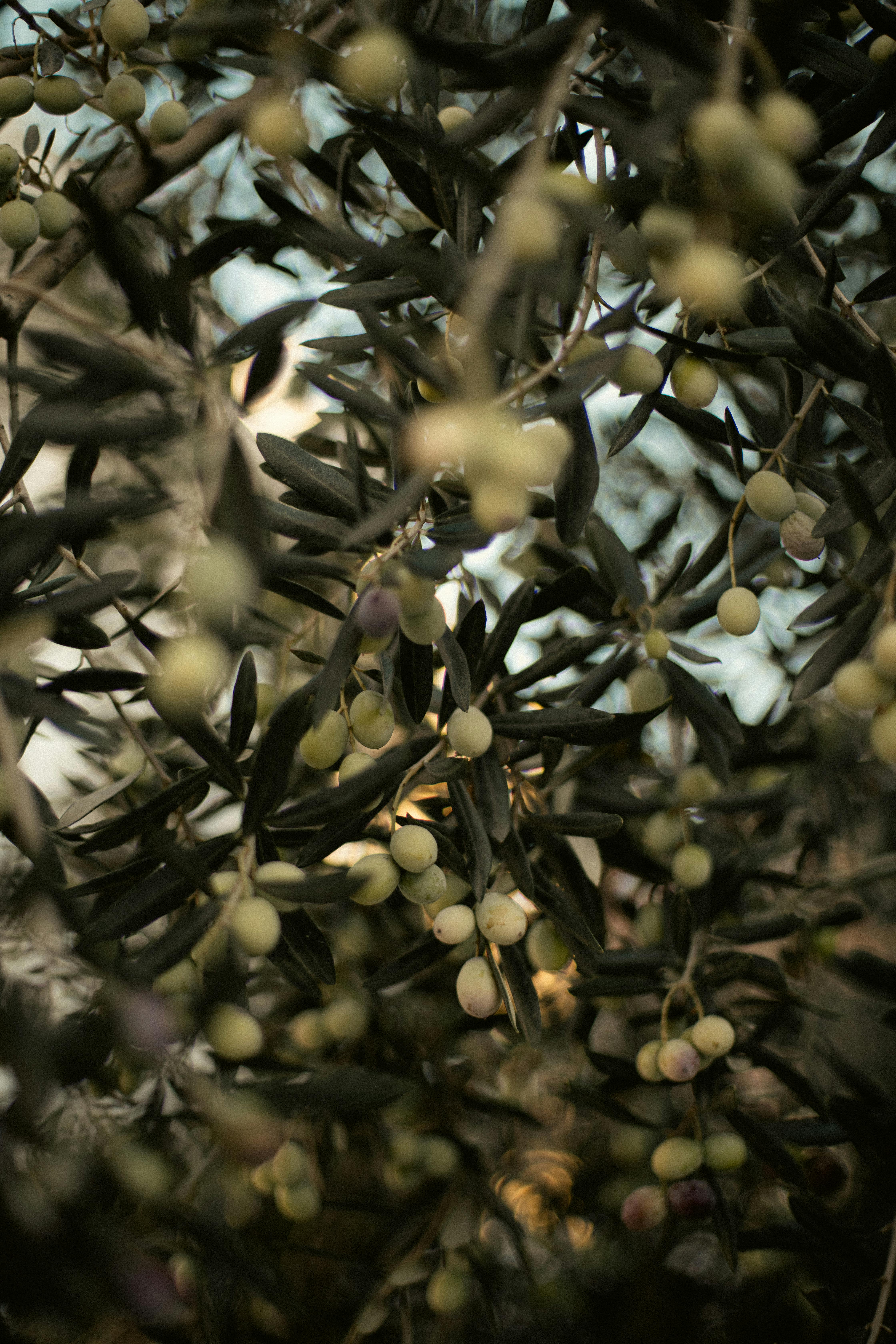 Gratuit Photos gratuites de arbre, branches, fruit Photos