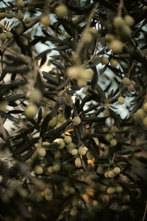 Free Serene image of lush olive branches with green olives in Fethiye, Türkiye, in soft focus. Stock Photo