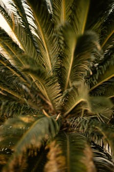 A detailed close-up of green palm tree leaves with warm lighting.