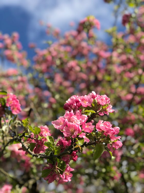 Gratis arkivbilde med blomstre, europeisk villeple, fjær