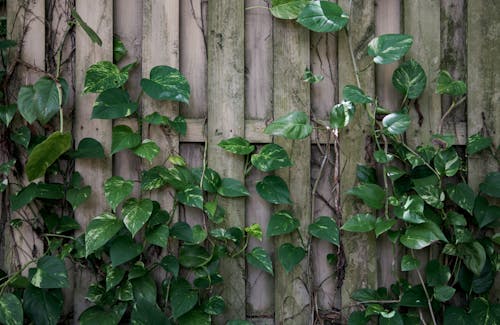 Lush Green Leaves against Wooden Fence