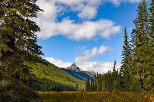 Forest in Mountains