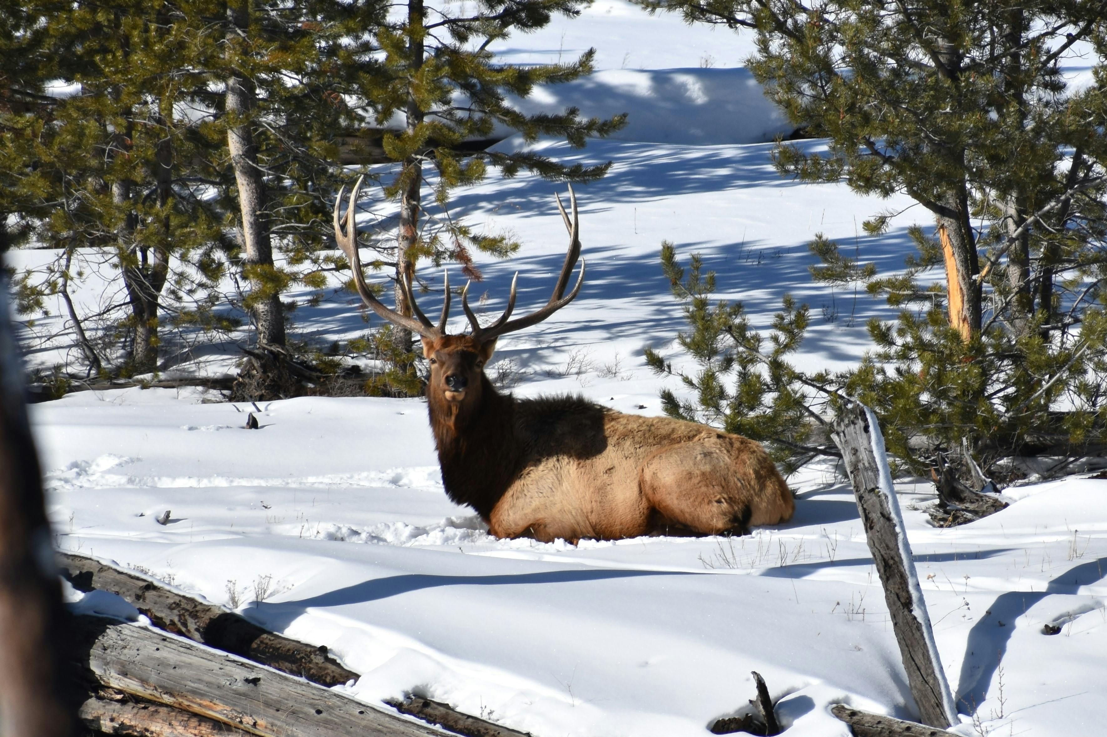 Big Horn Outdoor Adventure Show - Spokane and North Idaho community calendar - The Spokesman — Photo by John Doe on Pexels