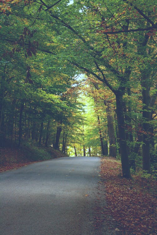 Autumn Road