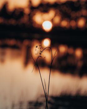 Close-up of a plant silhouetted against a warm sunset over water.
