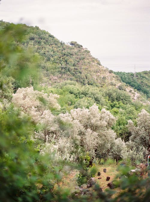 Green Forest on Hill