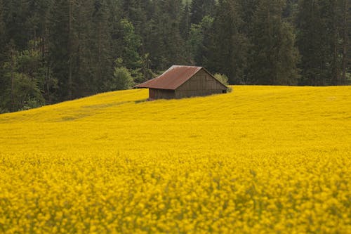Wooden Cottage in Rapeseed Field