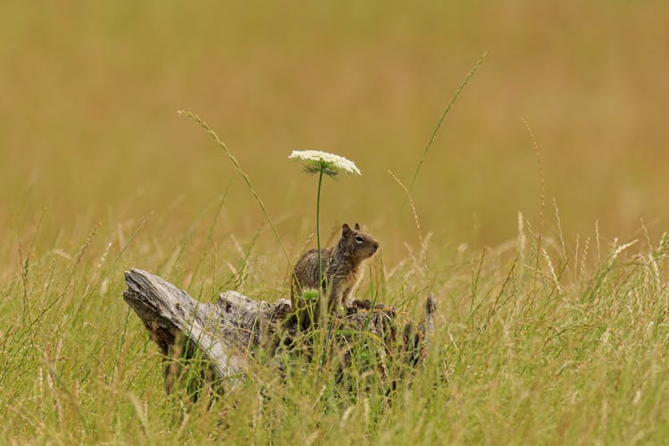 Squirrel Sitting On Stump In Field