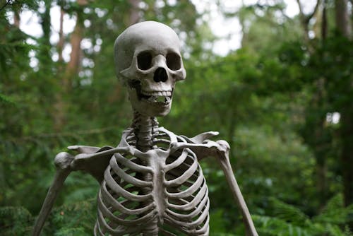Free Selective Focus Photography of Skeleton Stock Photo