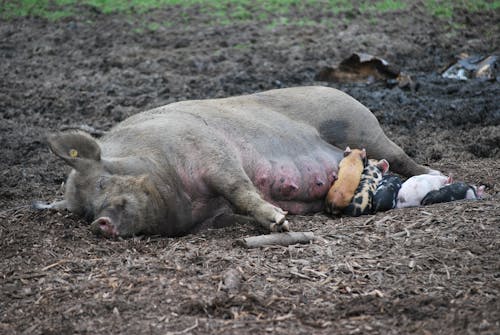 仔豬, 地面, 家畜 的 免費圖庫相片