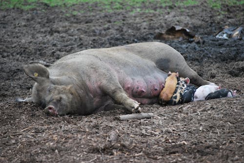 Pig with Piglets Lying on Ground on Farm