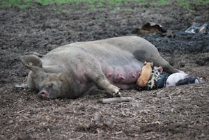 Pig nursing baby pigs outside.