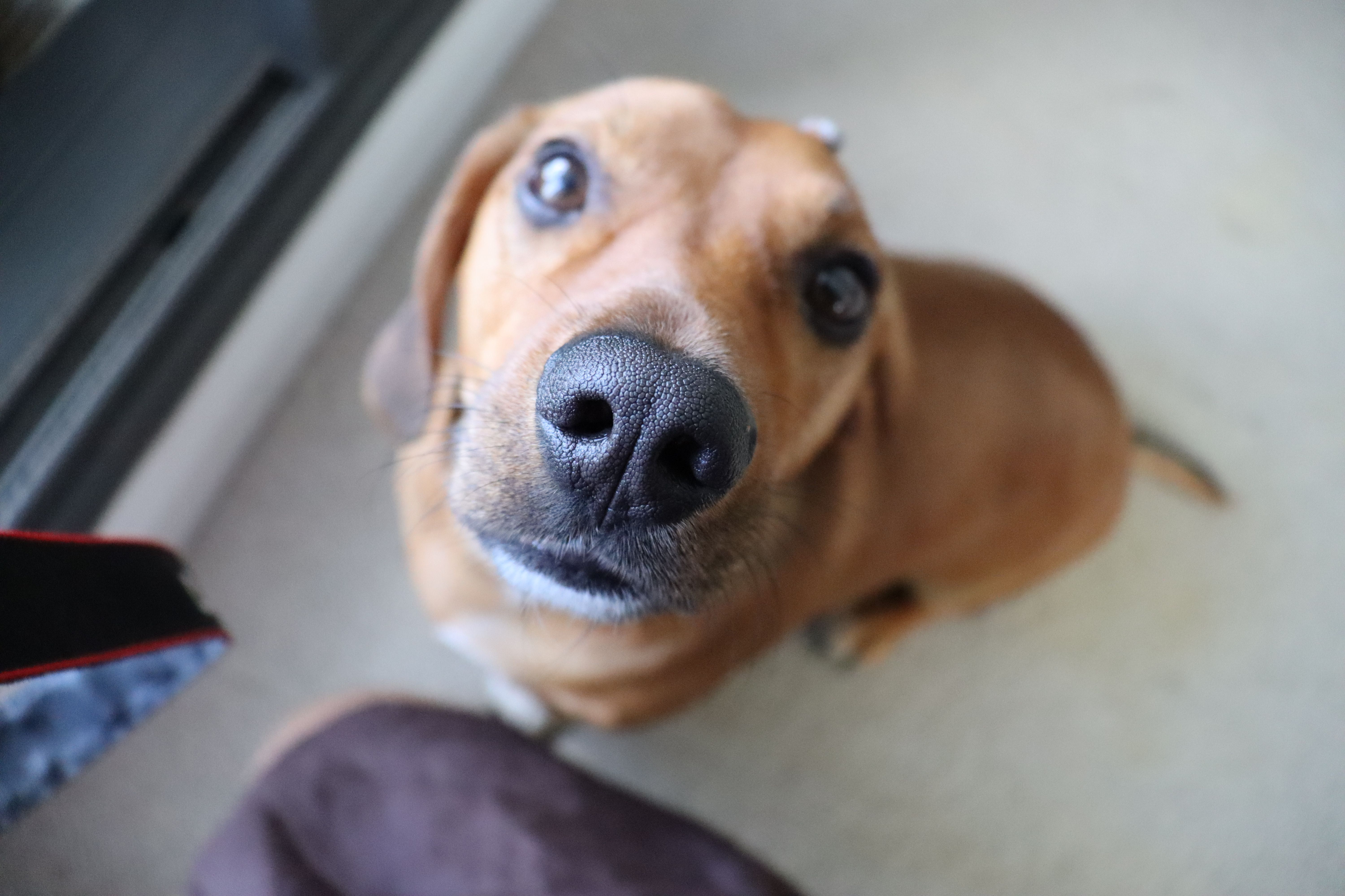 Healthcare and wellness consultation for a dog