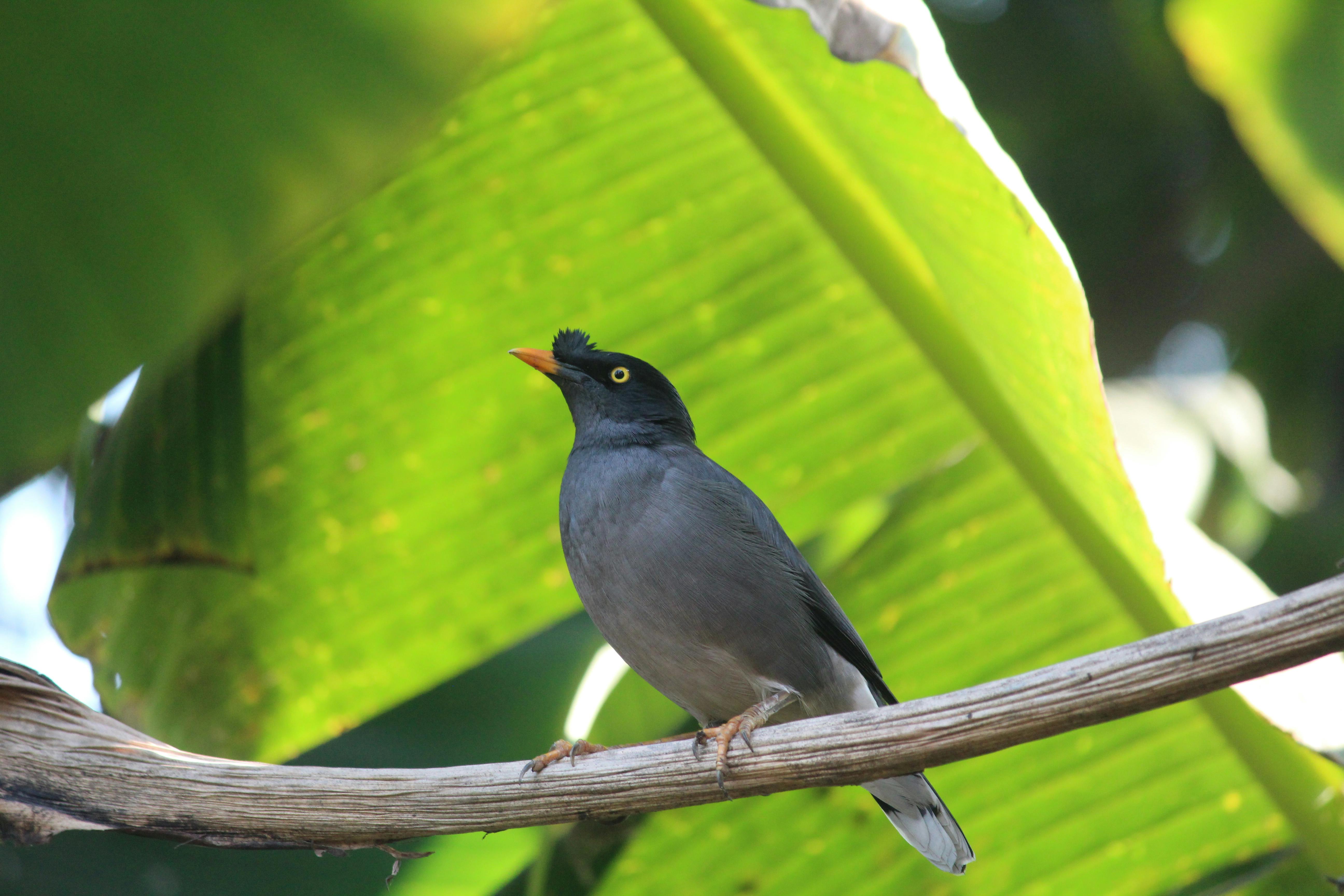 Close up of Bird · Free Stock Photo