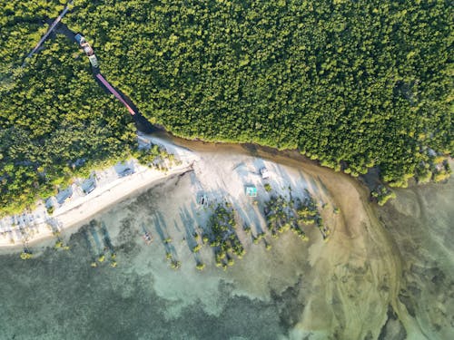 Birds Eye View of Forest on Sea Shore