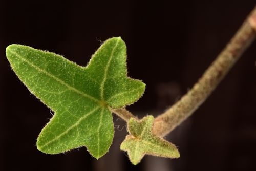 Free stock photo of green, ivy, macro Stock Photo