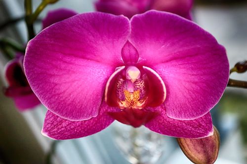 Free stock photo of bloom, blooming, blossom Stock Photo