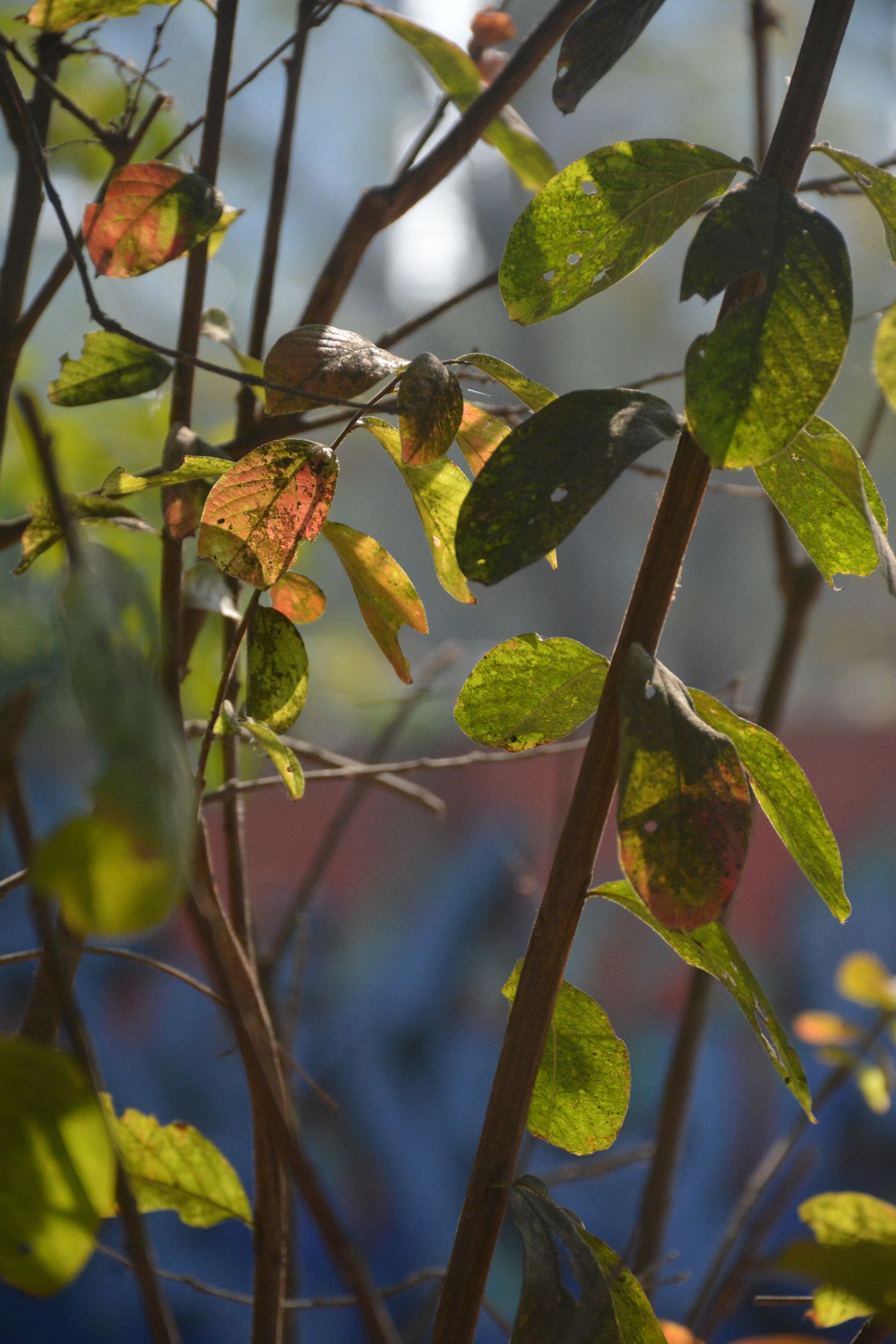 Close-up of healthy green plant leaves
