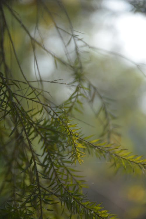 Photos gratuites de à feuilles persistantes, arbre, branches