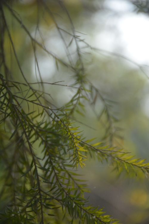 Free Soft focus close-up of coniferous tree branches with natural lighting. Stock Photo