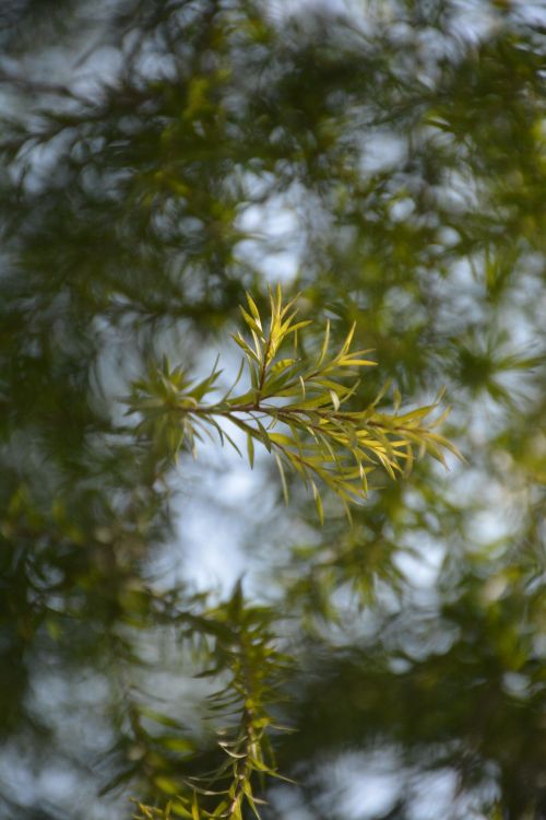 Free Peaceful close-up of green leaves in a natural setting, reflecting tranquility. Stock Photo