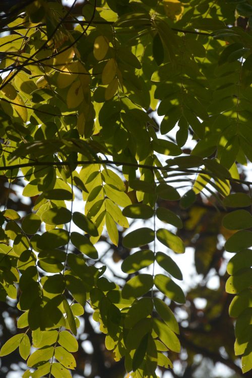 Free A vertical shot capturing green leaves in a summer forest, illuminated by sunlight. Stock Photo