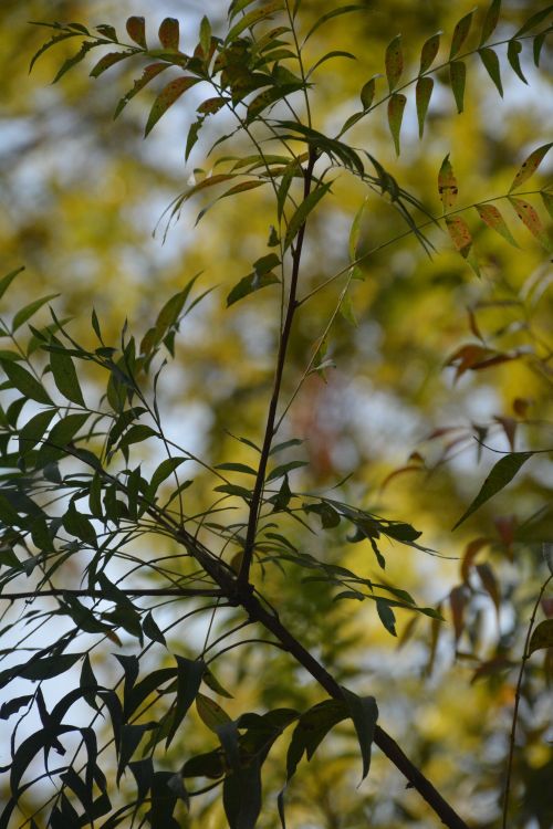Free Close-up of green leaves on tree branches against an out-of-focus autumn background. Stock Photo