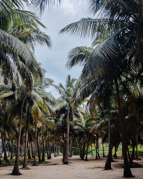 Green Coconut Trees Near Beach 