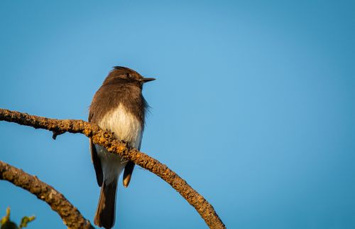 Free A black phoebe bird perched on a branch against a clear blue sky. Stock Photo