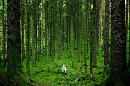 Person Walking Between Green Forest Trees with the Quote "Every one of us is the sum total of his own thoughts." written on it and have average color value #283419