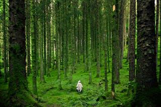 Person Walking Between Green Forest Trees