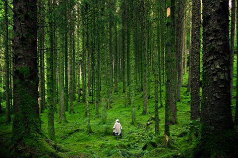 Quiet forest road winding between tall trees