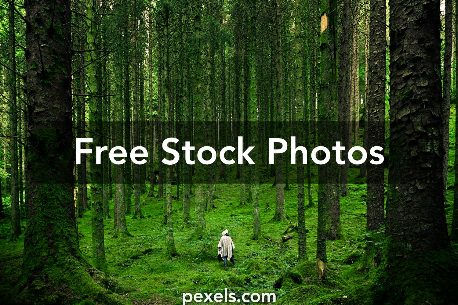 100,000+ Best Nature Images · 100% Royalty Free Pictures to Download · Pexels · Free Stock