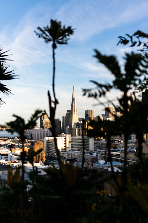 San Francisco Cityscape Behind Plants