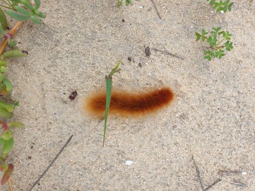 Free Wooly Worm Stock Photo
