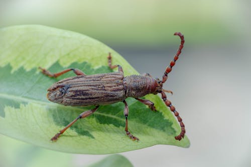 Kostenloses Stock Foto zu blatt, bug, insekt