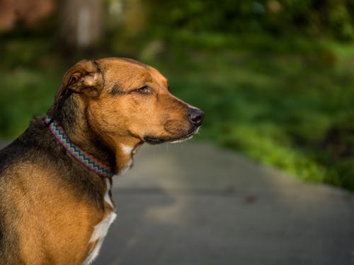 Close-Up Shot of a Dog