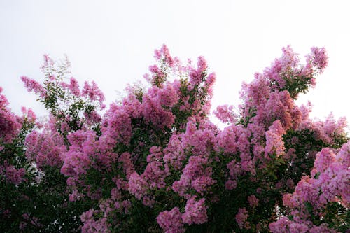 꽃, 나무, 라게르 스트로 미아 인디카의 무료 스톡 사진