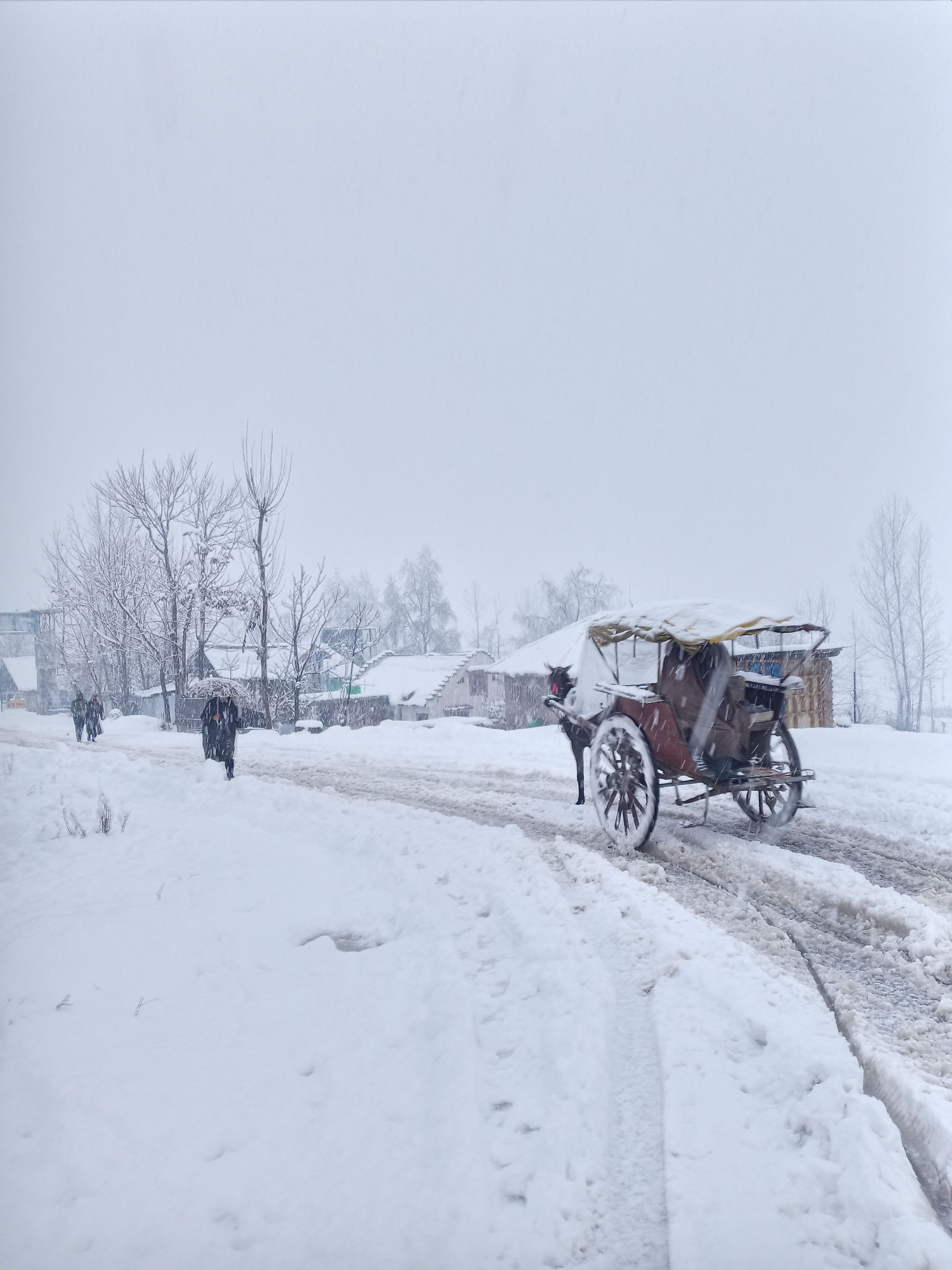 Horse-Drawn Carriage on Snowy Road in Winter · Free Stock Photo