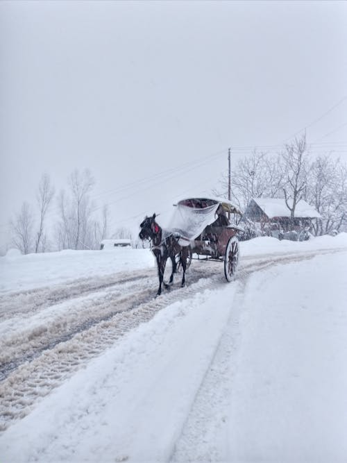 大雪, 豪雪, 降雪の無料の写真素材