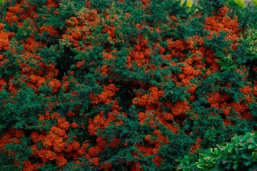 Free Bushes with Berries Stock Photo