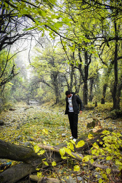 Free A man in a black jacket walks through a lush green forest in autumn, surrounded by vivid yellow leaves. Stock Photo