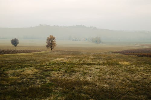 Field in Countryside on Foggy Morning