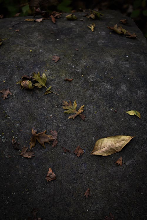 Darmowe zdjęcie z galerii z gleba, liście, natura