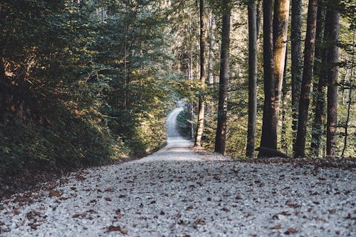 Gratis stockfoto met bomen, Bos, bossen