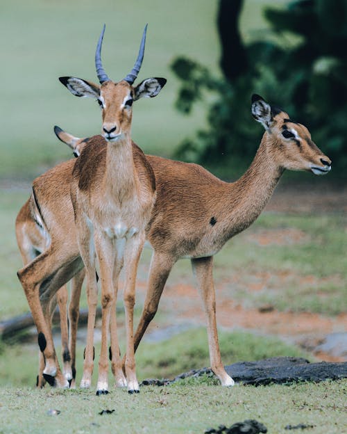 Impalas Standing Close Together