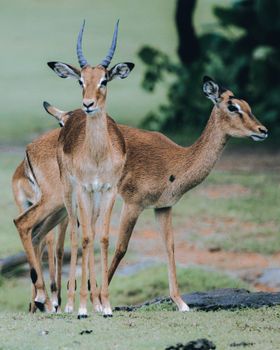 A group of impalas standing gracefully in their natural habitat, showcasing wildlife beauty.