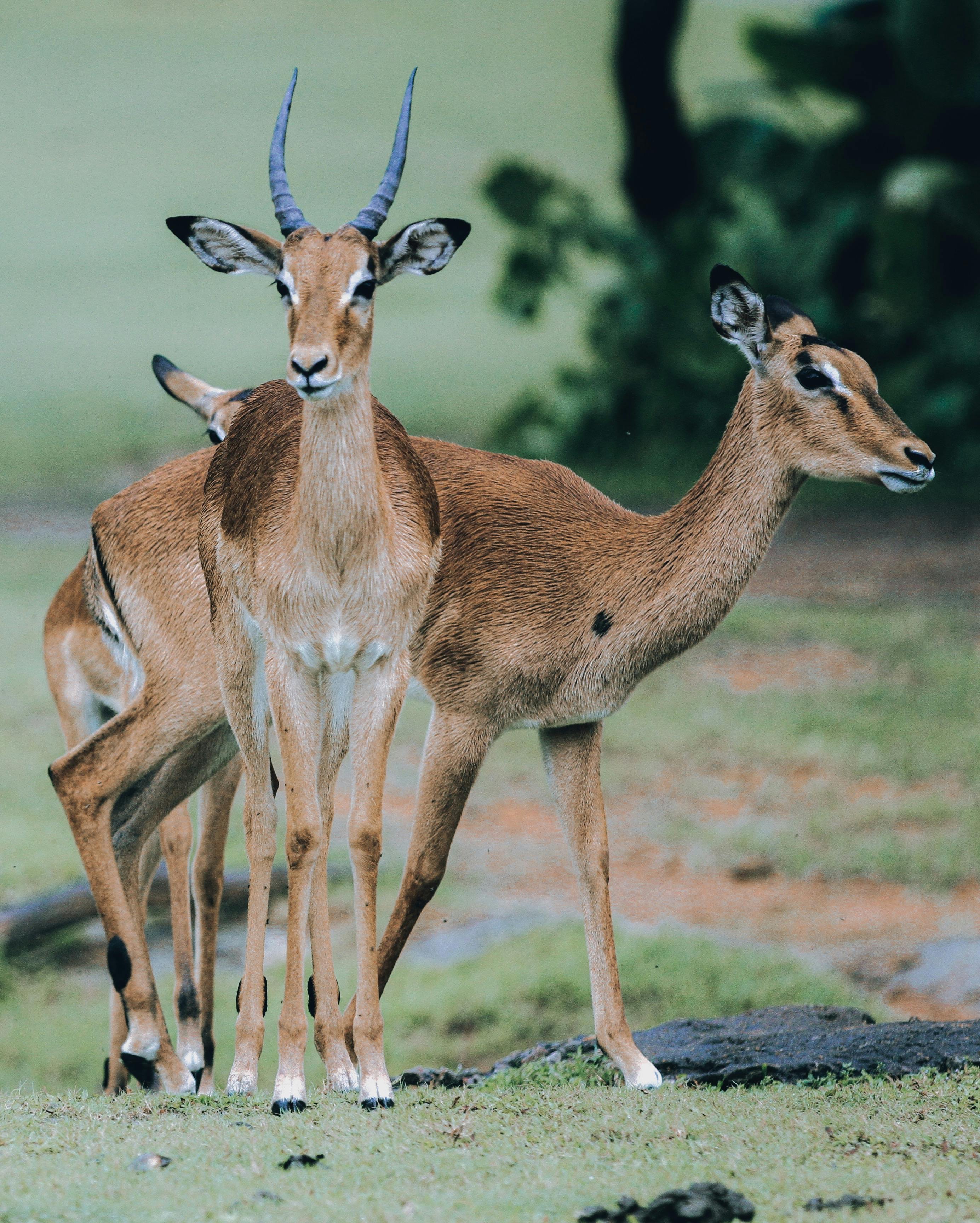 grátis Impalas Em Pé, Bem Próximos Uns Dos Outros Foto profissional